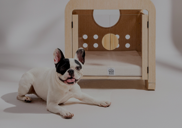 <h2>Comfort for Every Tail</h2>